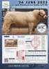 1 x CHAROLAIS BULL MCS 210006 - 2