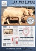 1+1 x CHAROLAIS COW & CALF MCS 190043 - 2