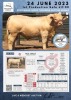 1 x CHAROLAIS BULL MCS 210023 - 2