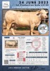 1 x CHAROLAIS COW MCS 110008 - 2