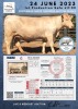 1 x CHAROLAIS Heifer MCS 200033 - 2