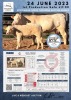 1+1 x CHAROLAIS COW & CALF MCS 170013 - 2