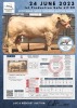 1 x CHAROLAIS BULL MCS 210013 - 2