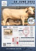 1 x CHAROLAIS HEIFER MCS 210011 - 2