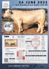 1 x CHAROLAIS Cow MCS 190007 - 2