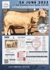 1+1 x CHAROLAIS COW & CALF MCS 190025 - 2