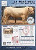 1 x CHAROLAIS BULL MCS 210022 - 2