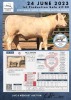 1 x CHAROLAIS HEIFER MCS 200046 - 2