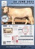 1 x CHAROLAIS HEIFER MCS 200056 - 2