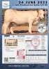 1 x CHAROLAIS HEIFER MCS 200053 - 2