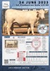 1 x CHAROLAIS HEIFER MCS 200050 - 2