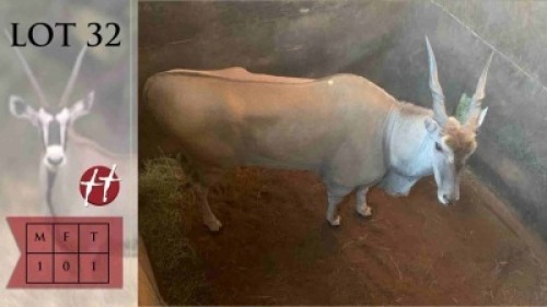 1X Eland M:1 Thaba Tholo