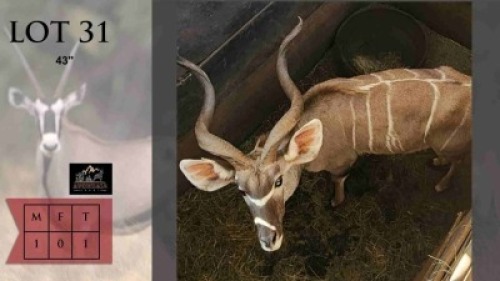 1X Koedoe M:1 43" Avondale Lodge