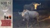 2X Goue Wildebees M:2 29"+ VTV Bemarking (Per Piece to take the lot)