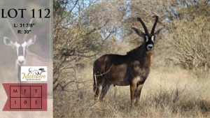 CATALOGUE - 1X Roan M:1 L= 31 7/8" R= 30" Motswere Game Ranch