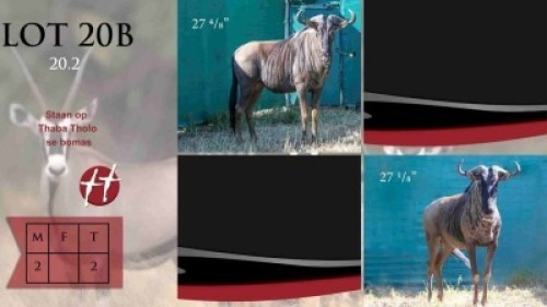 2X Blouwildebees M:2 27 4/8"; 27 1/8" Thaba Tholo (Per Piece to take the lot)