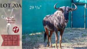 1X Blouwildebees M:1 29 5/8" Thaba Tholo