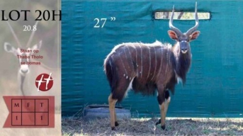 1X Njala M:1 27" Thaba Tholo