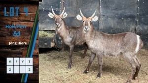 HOK A4 2X Waterbok Jonk M:2 Pierre Burger (Per stuk om lot te neem)