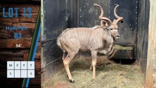 HOK B3 1X Koedoe 54" M:1 Burger Snr