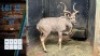 HOK B3 1X Koedoe 54" M:1 Burger Snr
