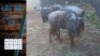 HOK D10 2X Blouwildebees M:2 Ivy Safaries (Per stuk om lot te neem)