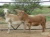 LOT 84 2X MEATMASTER OOI/EWE MORENA MEATMASTERS(PER STUK OM LOT TE NEEM/PER PIECE TO TAKE THE LOT) - 2