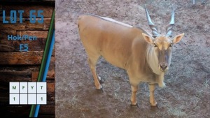 HOK F5 1X Eland M:1 J: Rietfontein