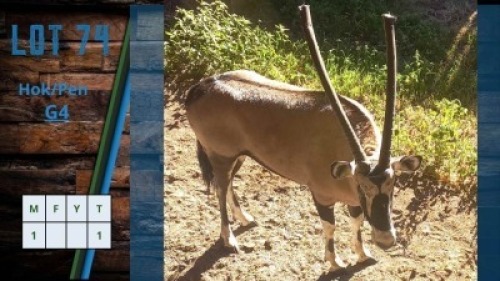 HOK G4 1X Gemsbok M:1 Pierre Burger