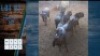 HOK H7 7X Blouwildebees V:3 J: 4 Ivy Safaries (Per stuk om lot te neem)