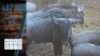 HOK H10 1X Blouwildebees M:1 Ivy Safaries