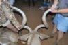 HOK B8 1X Koedoe M:1 L:58 6/8" R:59" Rietfontein - 6
