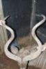 HOK B8 1X Koedoe M:1 L:58 6/8" R:59" Rietfontein - 8
