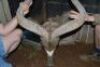 HOK B8 1X Koedoe M:1 L:58 6/8" R:59" Rietfontein - 10