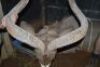 HOK B8 1X Koedoe M:1 L:58 6/8" R:59" Rietfontein - 11