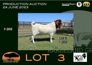 1X BOER GOAT STUD BUCK Sakkie & Nicky Nell Boerbokke