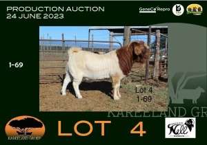 1X BOER GOAT STUD BUCK Sakkie & Nicky Nell Boerbokke