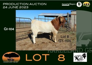 1X BOER GOAT FLOCK BUCK Sakkie & Nicky Nell Boerbokke