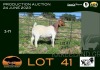 1X BOER GOAT PREGNANT STUD DOE Sakkie & Nicky Nell Boerbokke