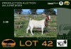 1X BOER GOAT PREGNANT STUD DOE Sakkie & Nicky Nell Boerbokke