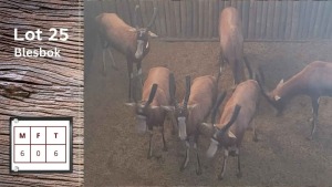 6X Blesbok M:6 (Per Piece to take the lot/Per stuk om lot te neem)