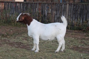 1X BOER GOAT FLOCK DOE Tweerivier Boerbokstoet