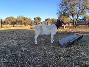 1X BOER GOAT FLOCK DOE Tweerivier Boerbokstoet