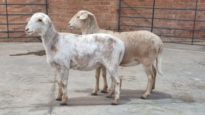 2x MEATMASTER FEMALE LIVESTOCK 88 84 PTY LTD / PW VAN HEERDEN (Pay per Animal)