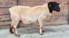 1x DORPER FEMALE JUNKER BOERDERY