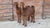 2x CAPE LOB EAR FEMALE ETIENNE LE ROUX (Pay per Animal)