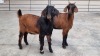 2x CAPE LOB EAR FEMALE ETIENNE LE ROUX (Pay per Animal)