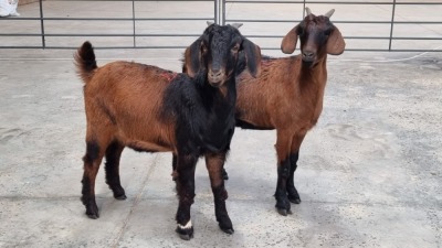 2x CAPE LOB EAR FEMALE ETIENNE LE ROUX (Pay per Animal)