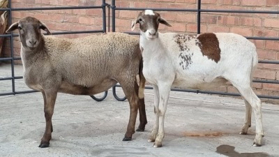 2x MEATMASTER FEMALE CASA DEL NERO / GULDO SWART (Pay per Animal)