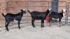 3x MBUZI FEMALE MSAADA GROUP PTY LTD / KENNETH MULALO MANYA (Pay per Animal)